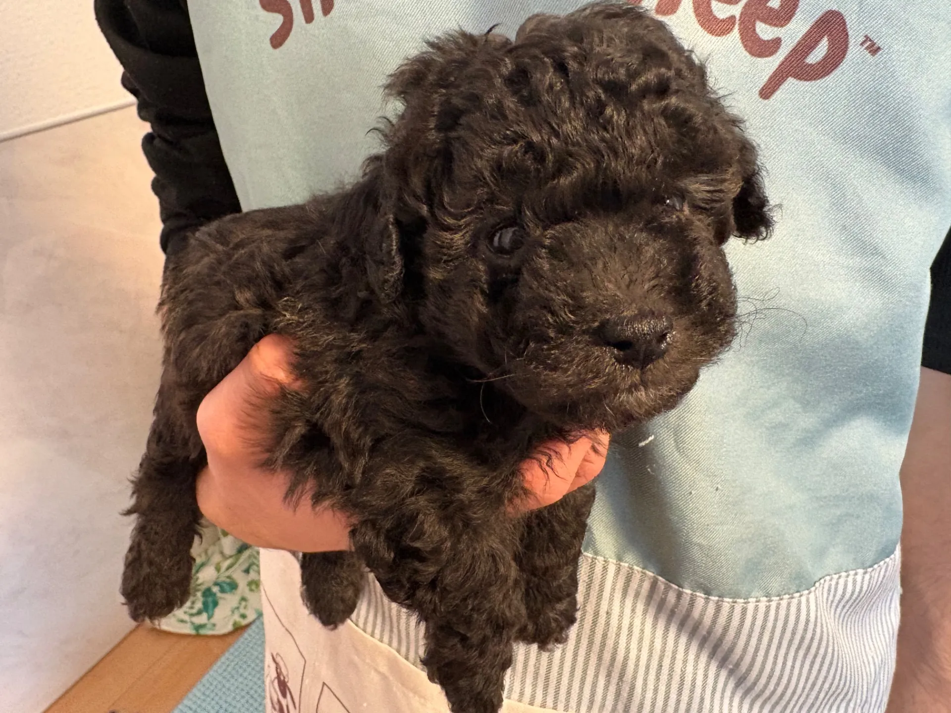 2026年1月3日 産まれ トイプードル ︎︎ ︎︎ ︎︎ ♂