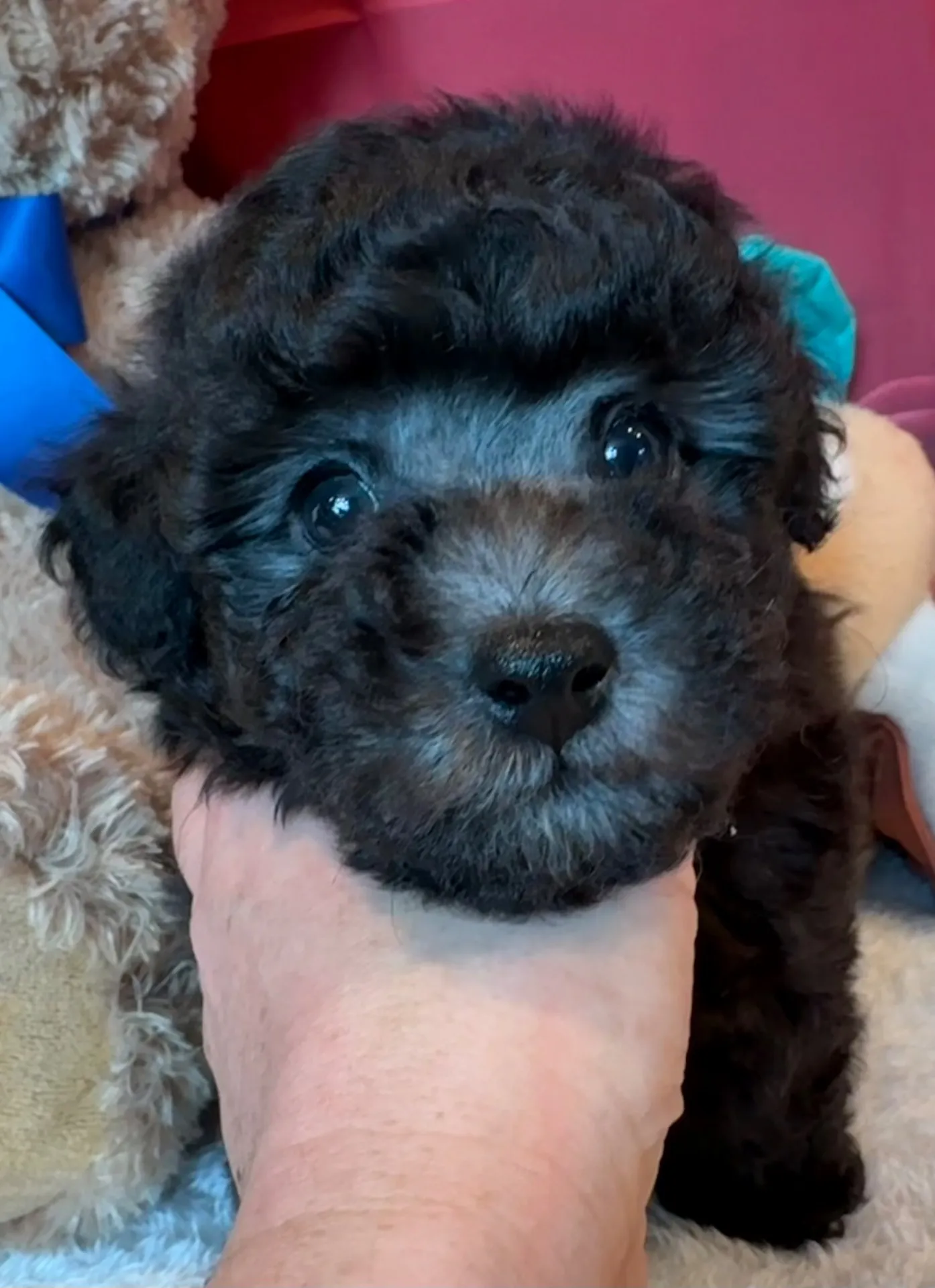 2026年1月10日 産まれ トイプードル ︎︎ ︎︎ ︎︎ ♂